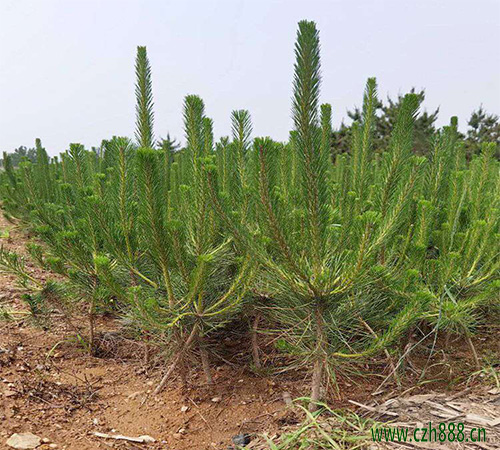 黑松的種植方法 黑松種植的注意事項有哪些?