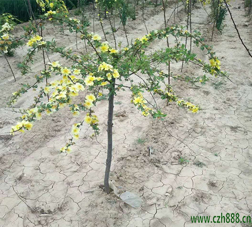 黃刺玫一般在什么季節開花?