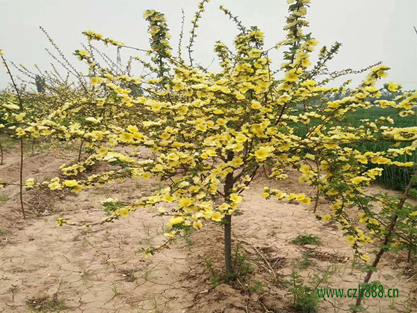 黃刺玫什么季節(jié)開(kāi)花?一起來(lái)看看