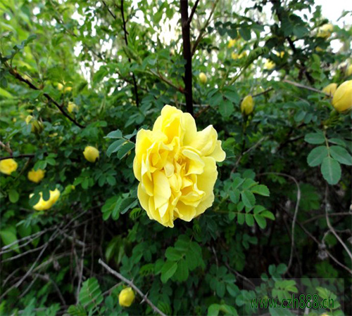 黃刺玫什么季節(jié)開(kāi)花?一起來(lái)看看