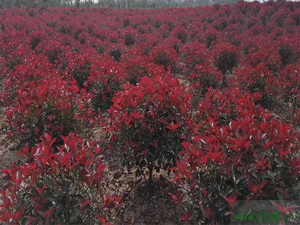 紅葉石楠會不會開花?一起來看看