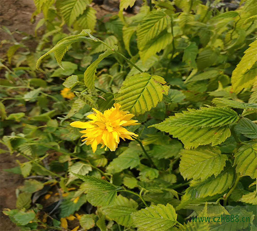 棣棠花一般什么季節(jié)開花?