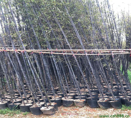 紫竹的種植辦法和注意要點 紫竹的繁衍方法