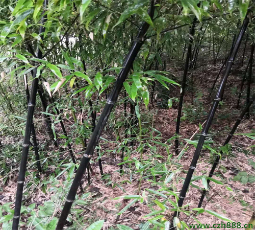 紫竹的種植辦法和注意要點 紫竹的繁衍方法