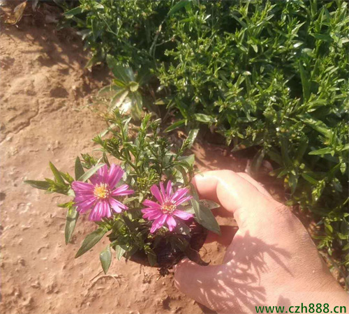 荷蘭菊的最佳種植時間是好久? 荷蘭菊的種植建議