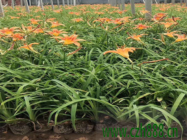 大花萱草什么時間分株最好? 大花萱草分株后需要注意的地方?
