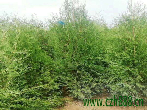 側柏的養植方法和注意事項 側柏要定期修剪