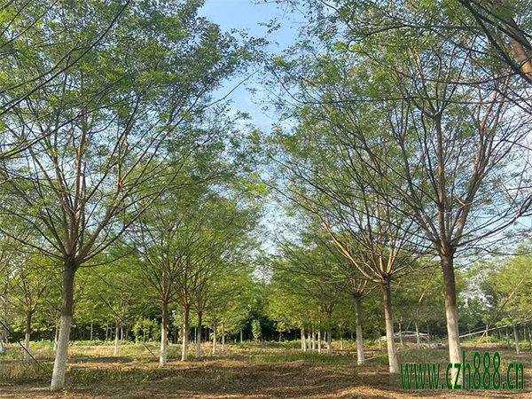 國槐的養植方法 國槐養植的注意事項