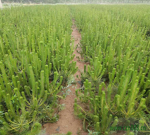 黑松的種植和養護 黑松種植和養護的注意事項