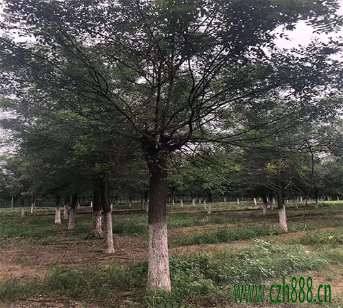 國槐修剪應該留幾個樹杈合適? 國槐的修剪準則