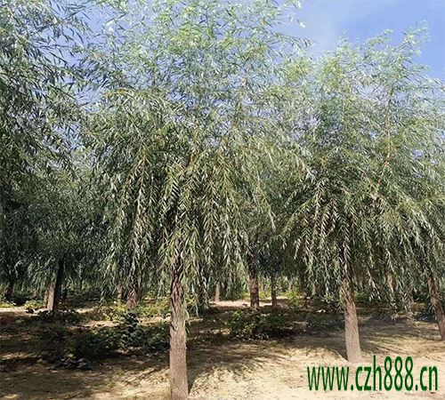 柳樹的養植方法和注意事項 柳樹的病蟲害防治