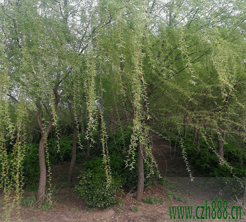 柳樹的養植方法和注意事項 柳樹的病蟲害防治