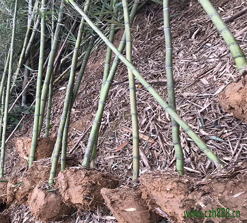 雷竹產量高不高?雷竹一般畝產量多少