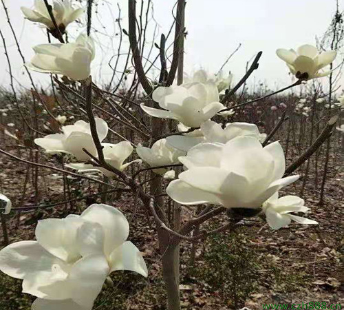 白玉蘭花的養護方法介紹?一起來看看