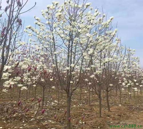 白玉蘭一般是什么時(shí)候開花?一起來看看