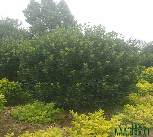 黃楊球一般什么季節(jié)開(kāi)花?