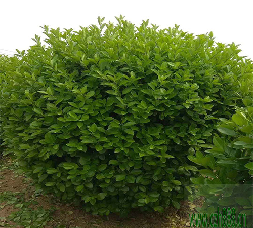 黃楊適不適合在家里養(yǎng)殖?看看這些細節(jié)