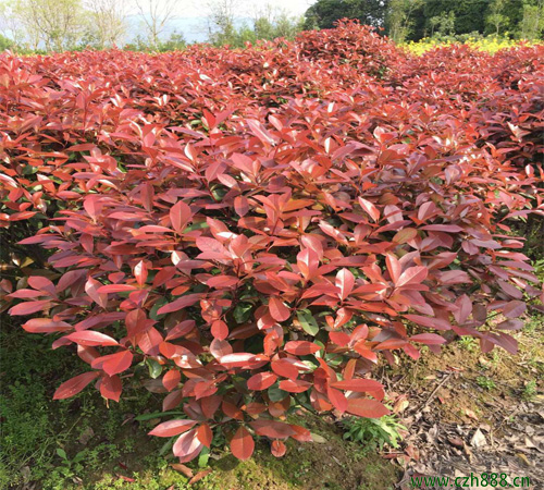 紅葉石楠樹種植細節介紹