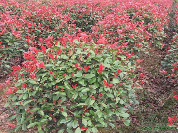 紅葉石楠樹種植細節介紹