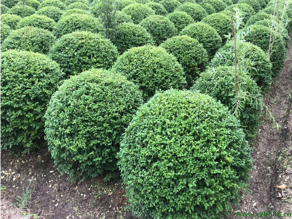 小葉女貞一般什么時候開花?