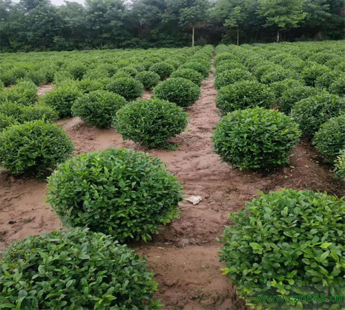 小葉女貞一般什么時候開花?
