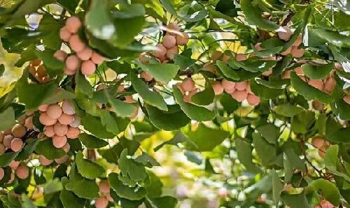 銀杏多少年開(kāi)一次花?一起來(lái)看看