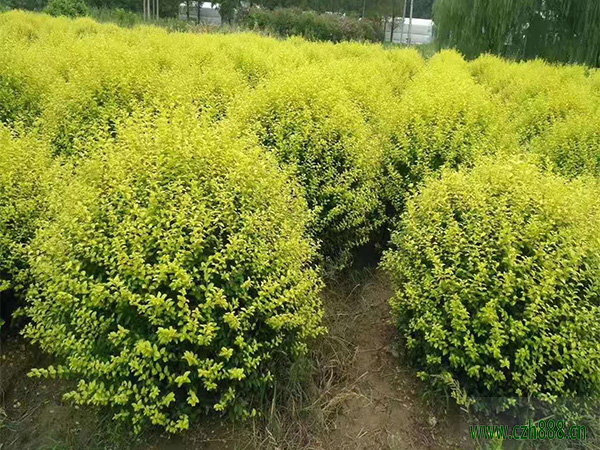 金葉女貞一般是什么季節開花？金葉女貞花期介紹