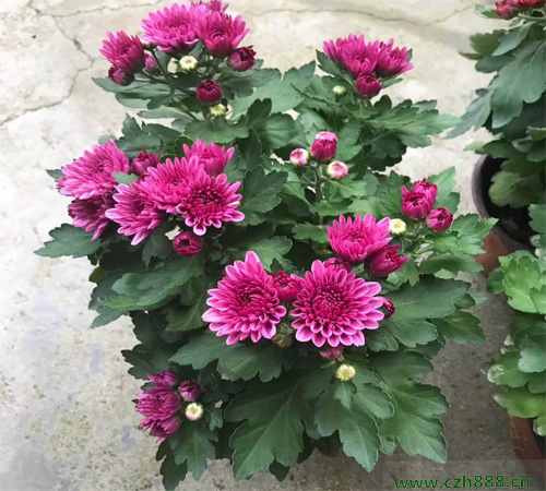 荷蘭菊能四季都開花嗎? 荷蘭菊的花期