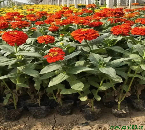 百日草的開花時間 白日草的開花受哪些影響?