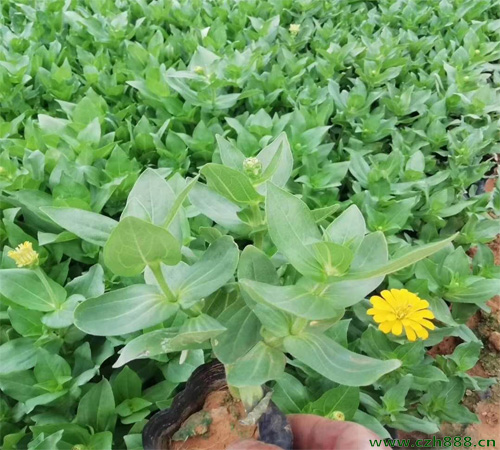 百日草的開花時間 白日草的開花受哪些影響?