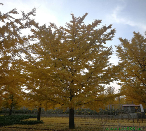 銀杏樹種植有沒有方位要求？