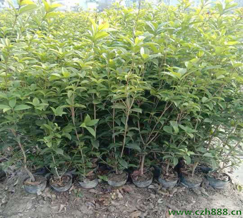 桂花養植的方法和留意事項 桂花的養護