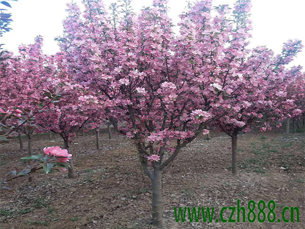 北美海棠怎么培養(yǎng)? 關(guān)于培養(yǎng)北美海棠的一些建議