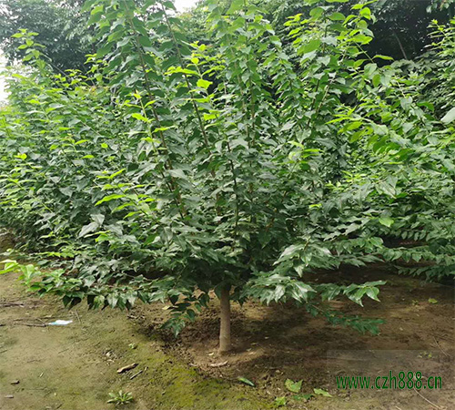 臘梅夏天的養植方法和留心事項 臘梅夏天要適當修剪