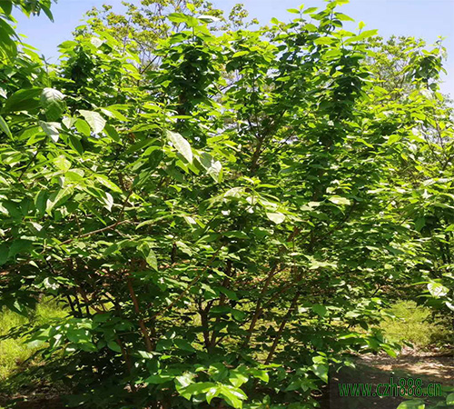 臘梅夏天的養植方法和留心事項 臘梅夏天要適當修剪