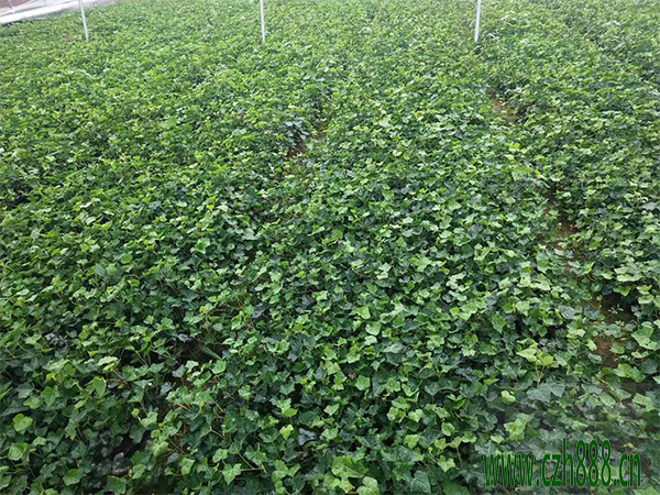 常青藤適合什么肥料? 常青藤的肥料有哪些種類?