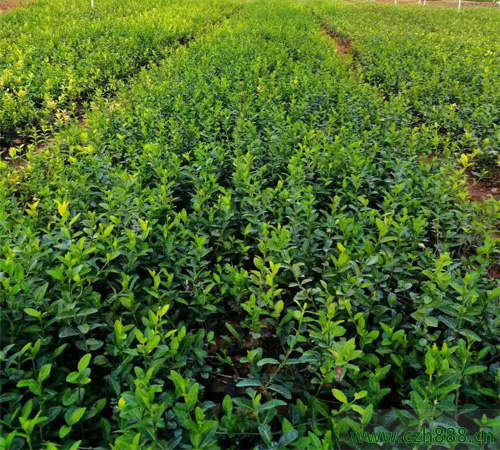 扶芳藤什么時(shí)候開(kāi)花? 扶芳藤適應(yīng)性很強(qiáng)