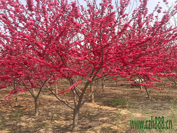 紅葉碧桃的開花時間 紅葉碧桃如何養護