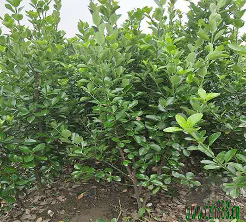 大葉黃楊的繁殖方法有哪些? 大葉黃楊的形態(tài)特征