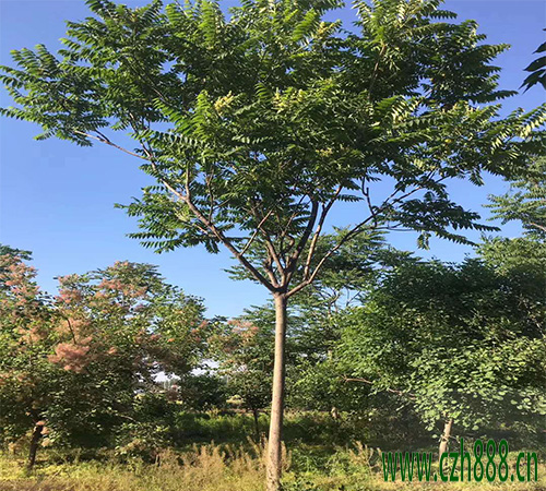 臭椿的養植方法和注意事項 臭椿有藥用價值嗎?