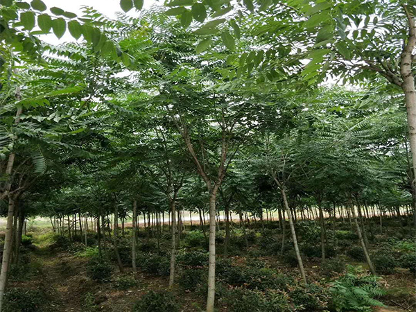 臭椿的養植方法和注意事項 臭椿有藥用價值嗎?