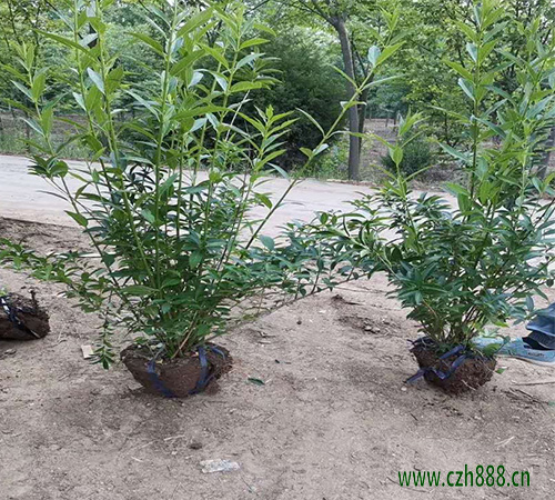 香水連翹如何養殖? 養植連翹有哪些注意事項?