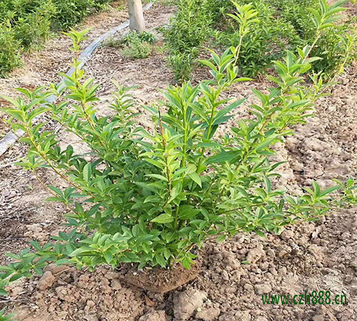 香水連翹如何養殖? 養植連翹有哪些注意事項?