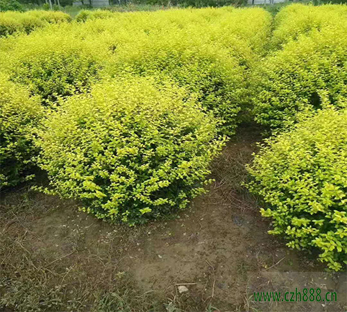 金葉女貞是喜陰植物嗎？ 金葉女貞需要足夠的水份和肥料