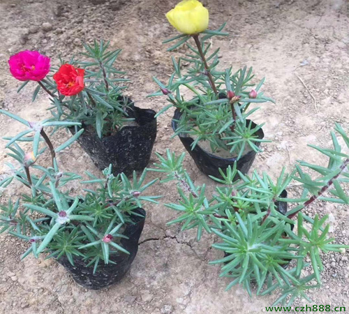 半枝蓮的種植辦法和注意事項 半枝蓮養(yǎng)護(hù)方法