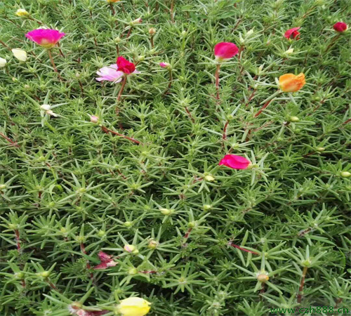 半枝蓮的種植辦法和注意事項 半枝蓮養(yǎng)護(hù)方法