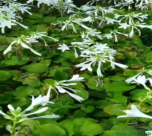 白花玉簪的養殖方法和注意事項 白花玉簪要適度修剪