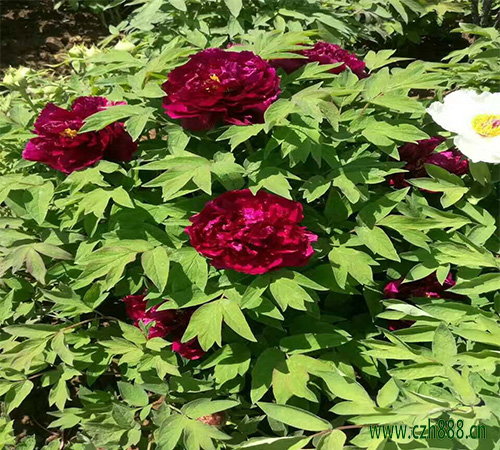 美女櫻什時間開花? 美女櫻開花受哪些因素影響
