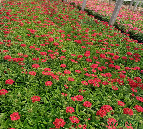 美女櫻什時間開花? 美女櫻開花受哪些因素影響