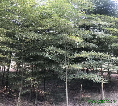 毛竹適合在什么土壤里種植？ 毛竹的培養技巧